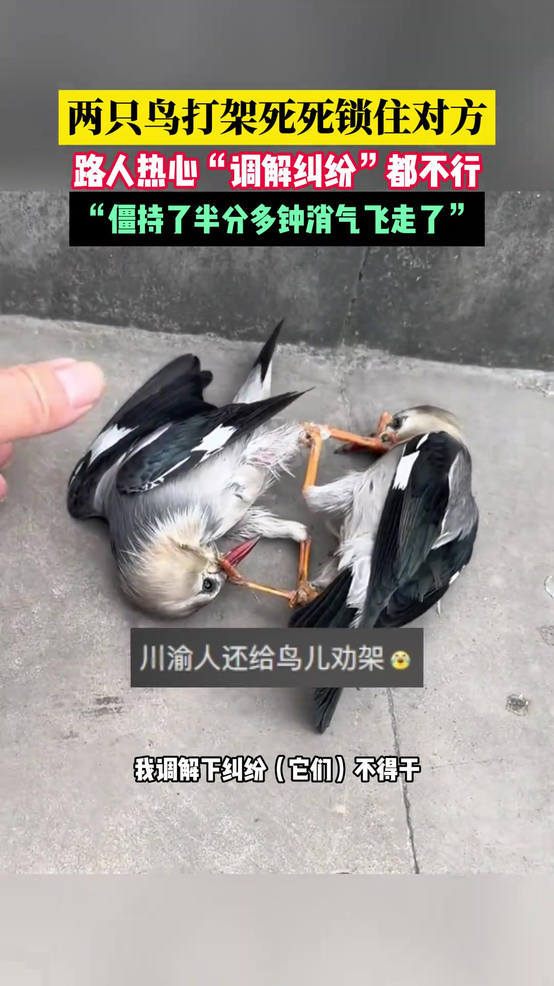 两只鸟打架死死锁住对方，路人热心“调解纠纷”都不行