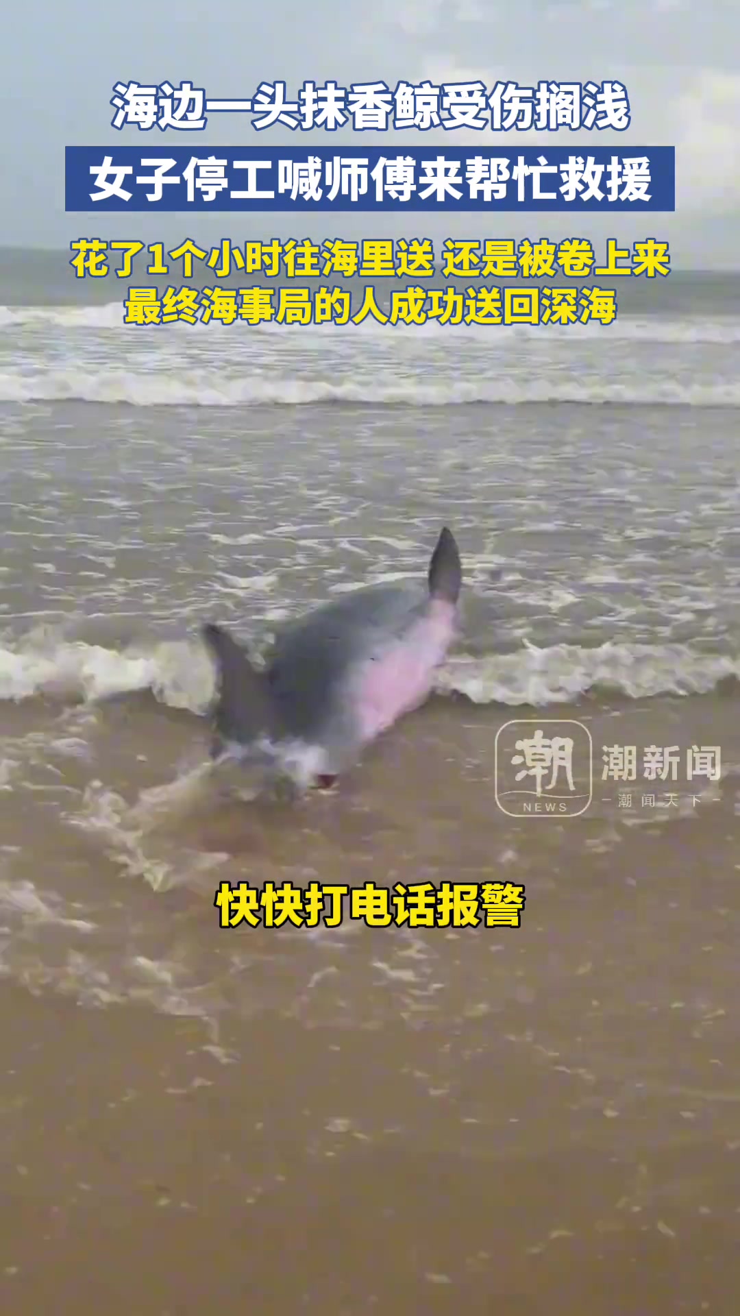 抹香鲸受伤搁浅，女子停工喊师傅帮忙救援