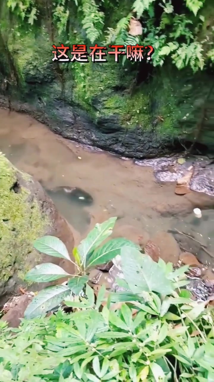 水猴子？！快去请小亮鉴定下！