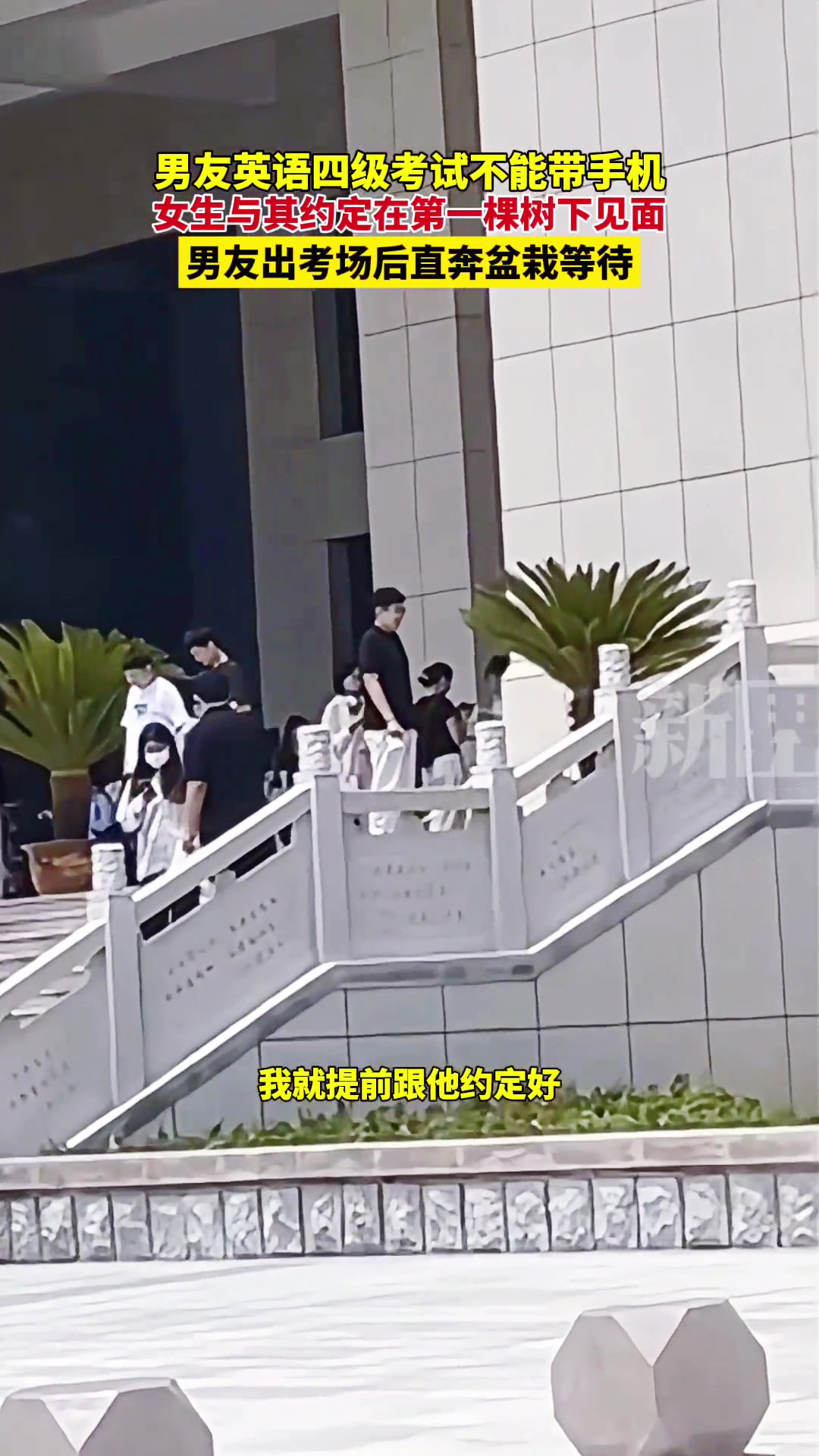 哈哈哈铁树也带一个树字！