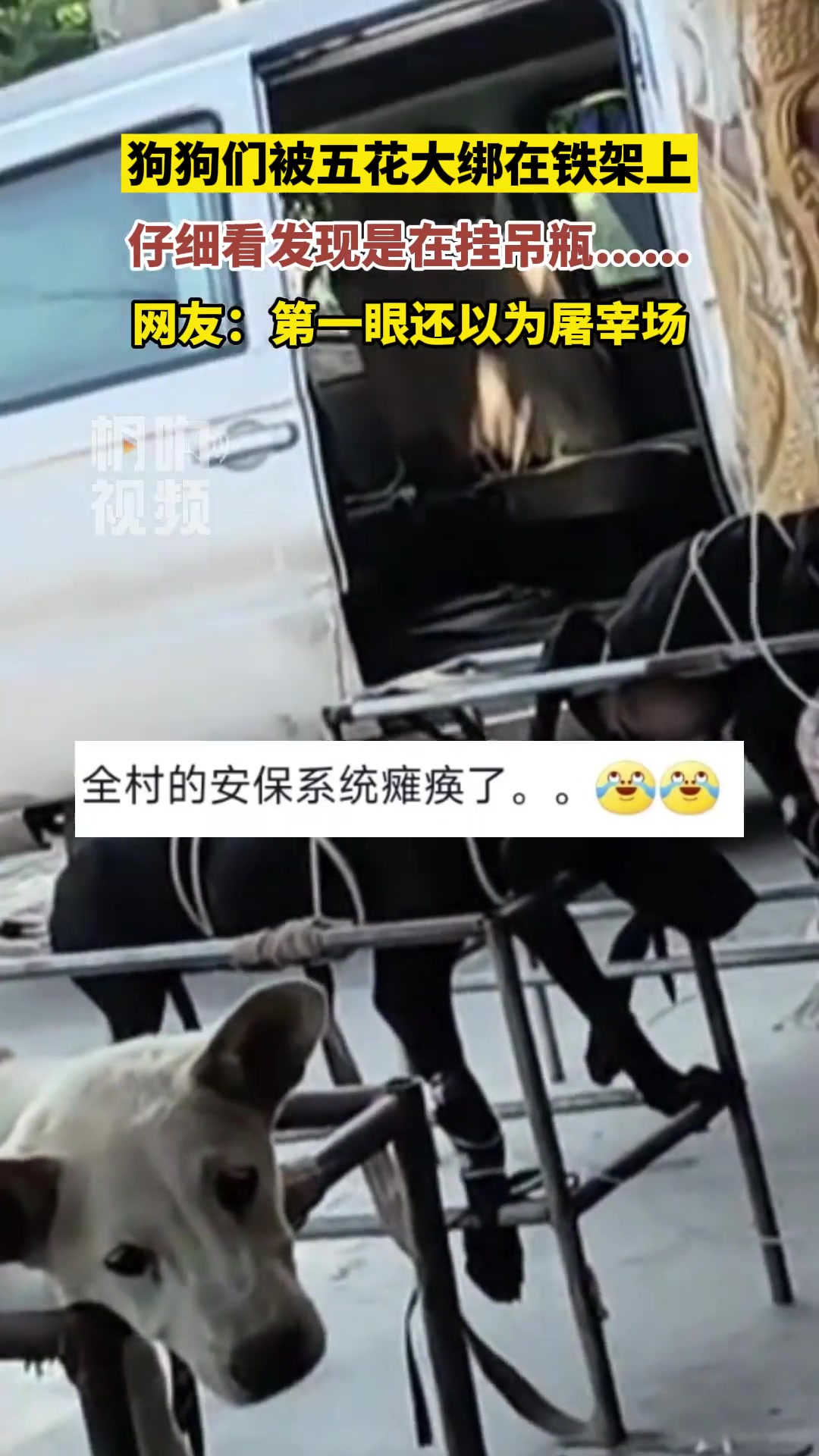 狗狗们被五花大绑在铁架上，仔细看发现是在挂吊瓶