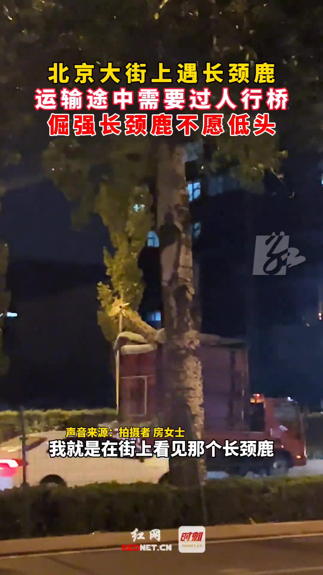 长颈鹿：外面的世界真精彩