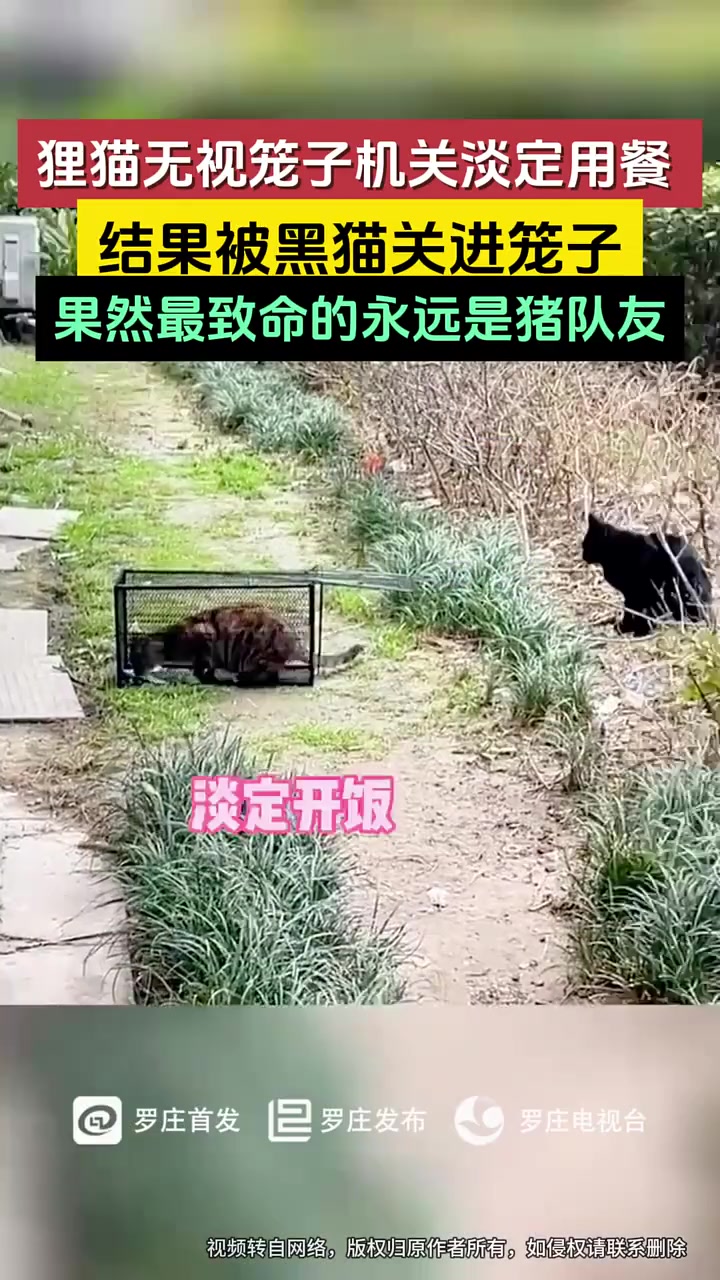 狸猫:来的时候好好的，回不去了