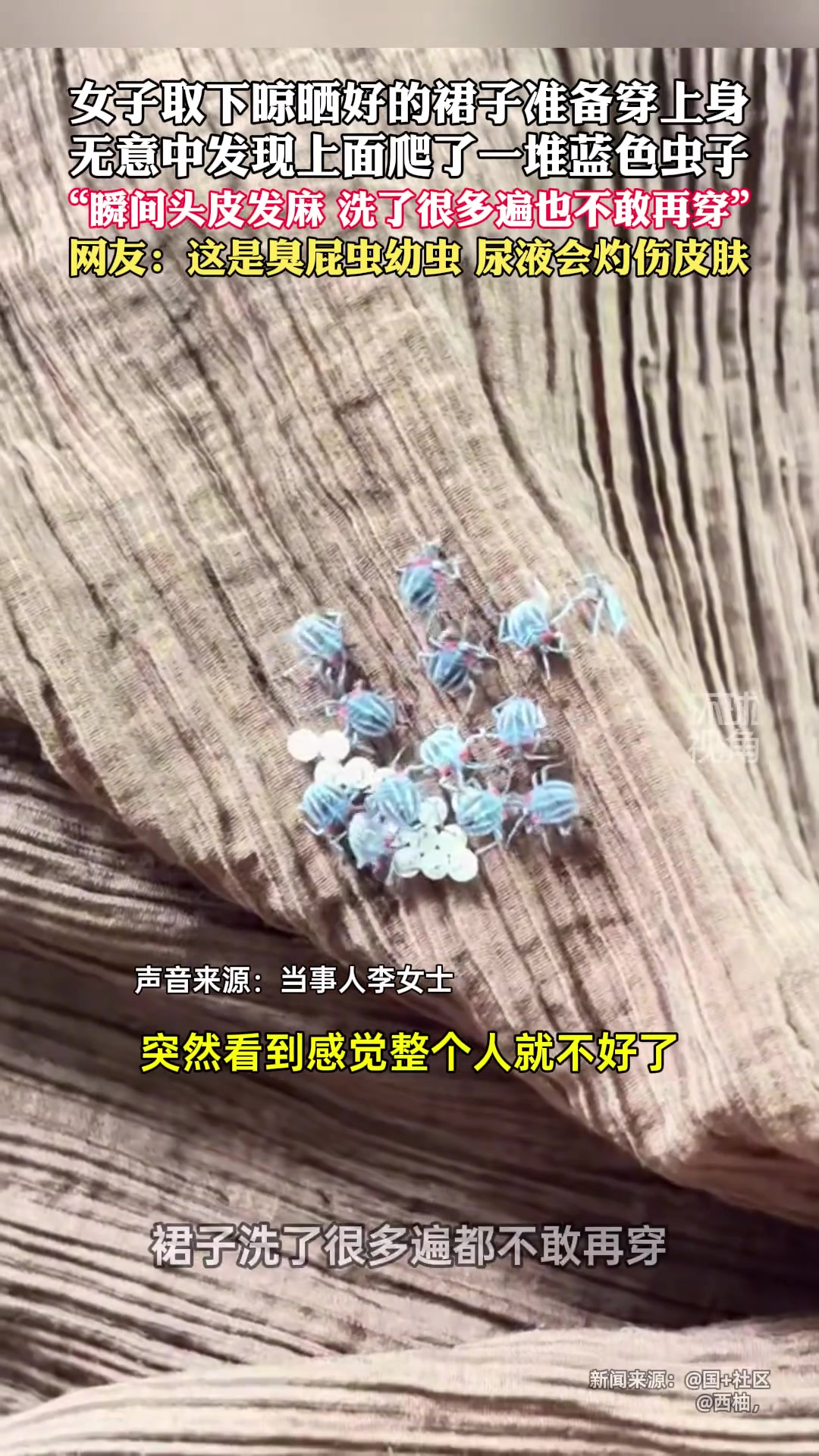 虚空入侵？女子裙上惊现蓝色的臭虫？！