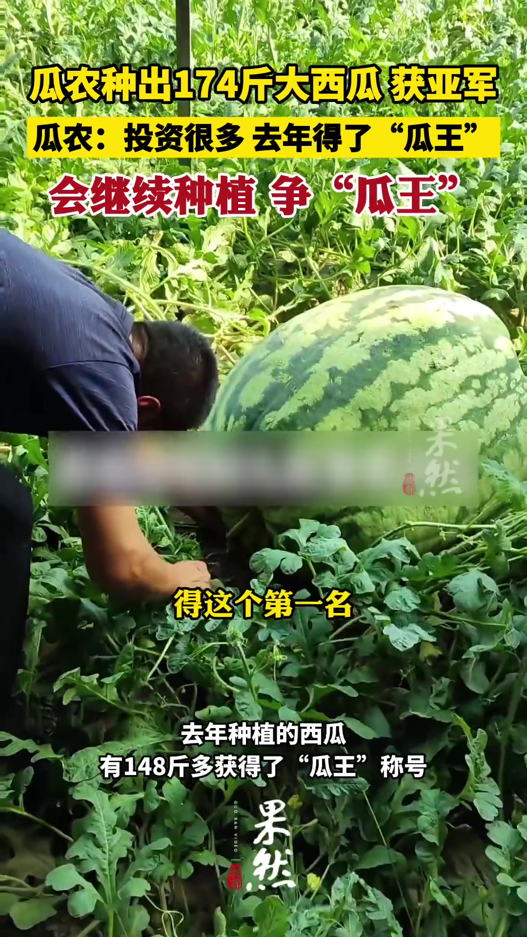 174斤大西瓜还只是亚军？！