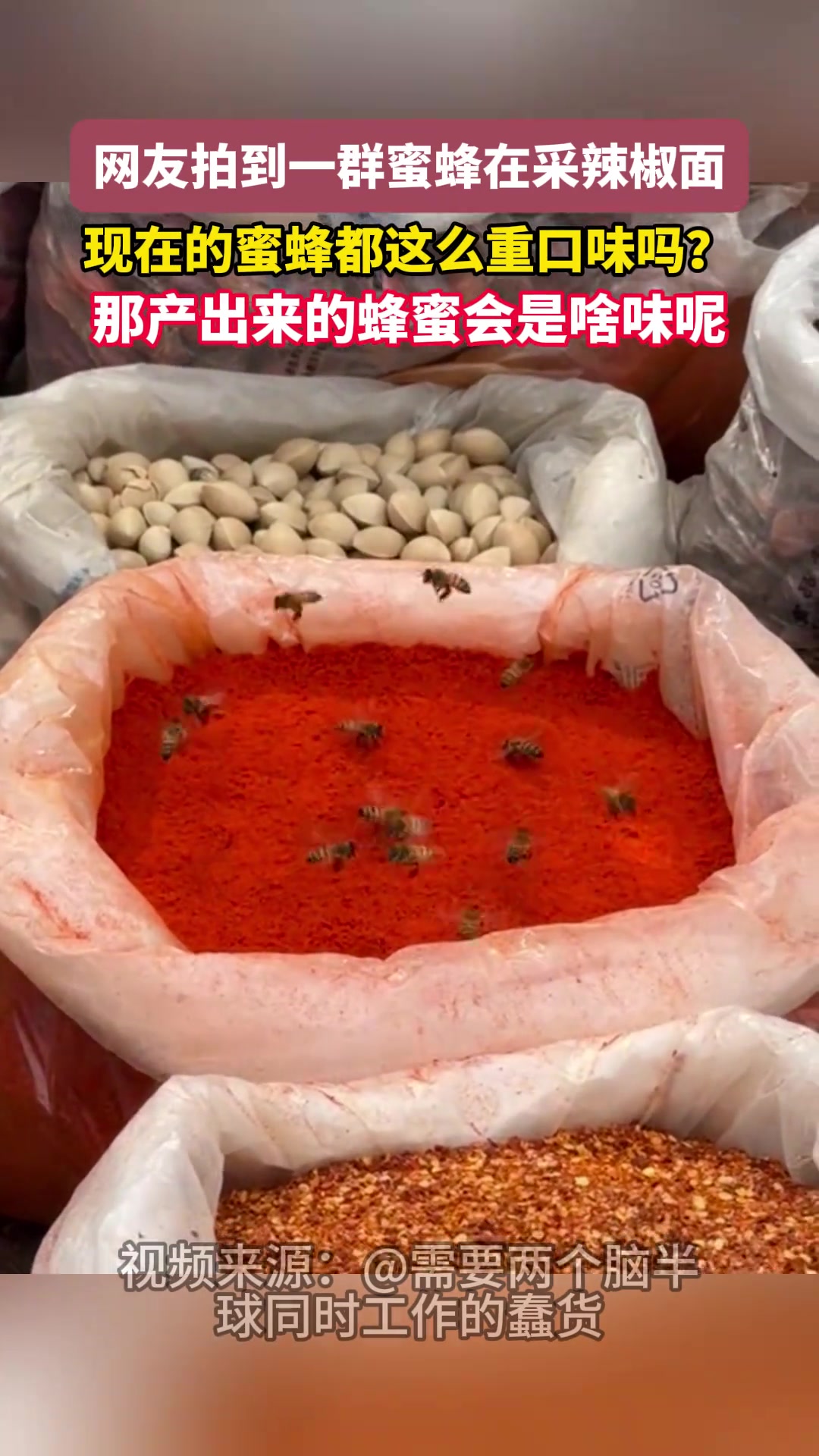 蜜蜂为什么要采辣椒面呢？