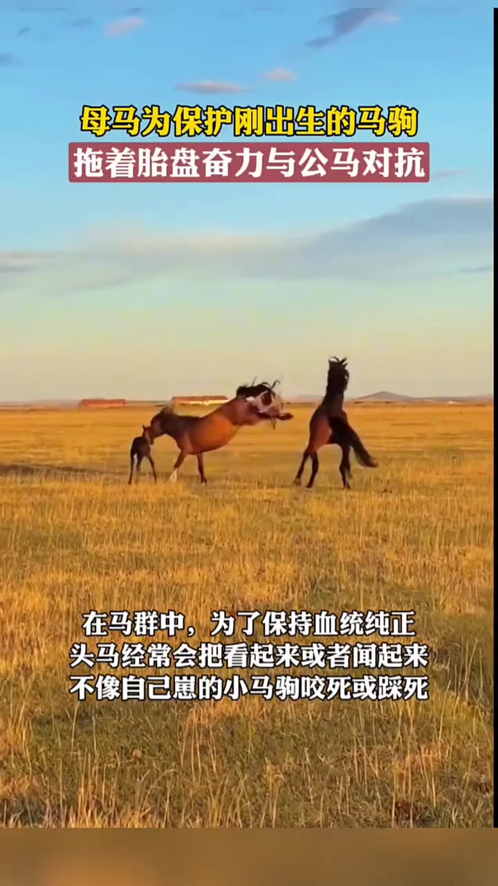 什么让她拖着胎盘打架！？