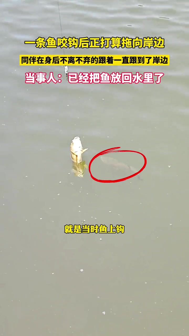 究竟是什么让钓鱼佬把钓到的鱼放生！