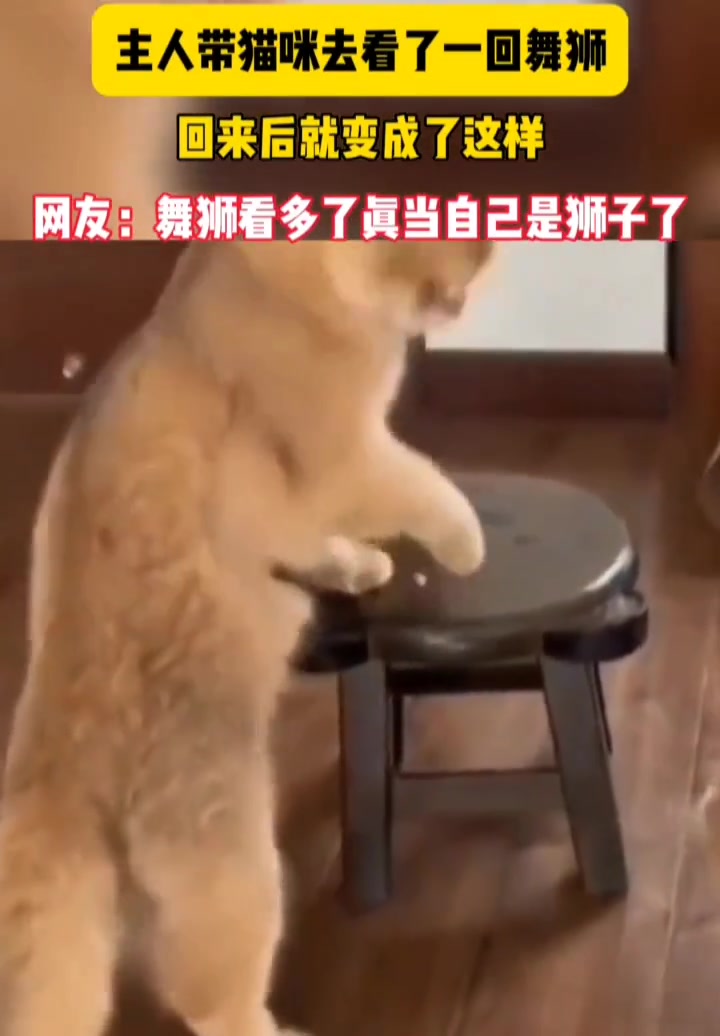 主人带猫咪去看了一回“舞狮”，回来后就变成这样了~
