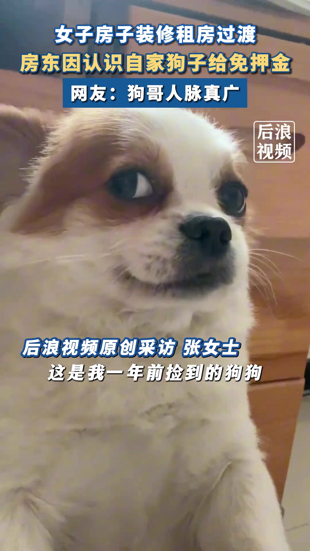 狗子凭自己的人脉给主人租房免了押金