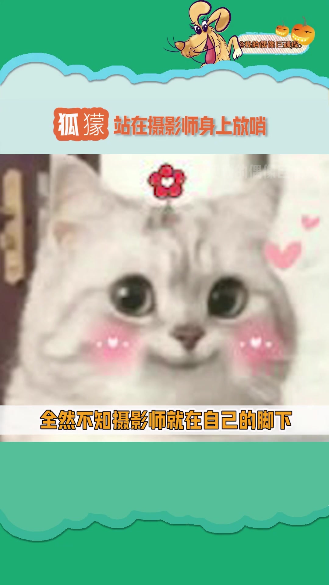 小狐獴：我的鼻子就是尺，我的眼睛就是屎！