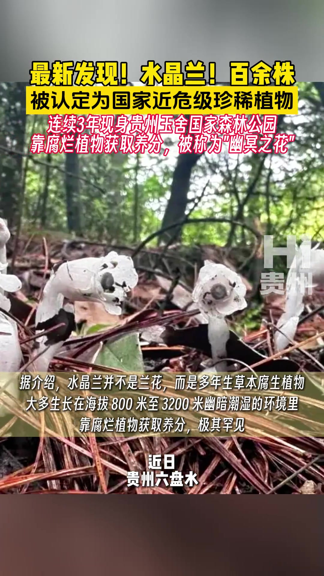 这玩意儿长的又吓人又可爱的！