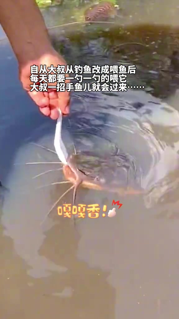 大爷愣是把鱼都养成狗了