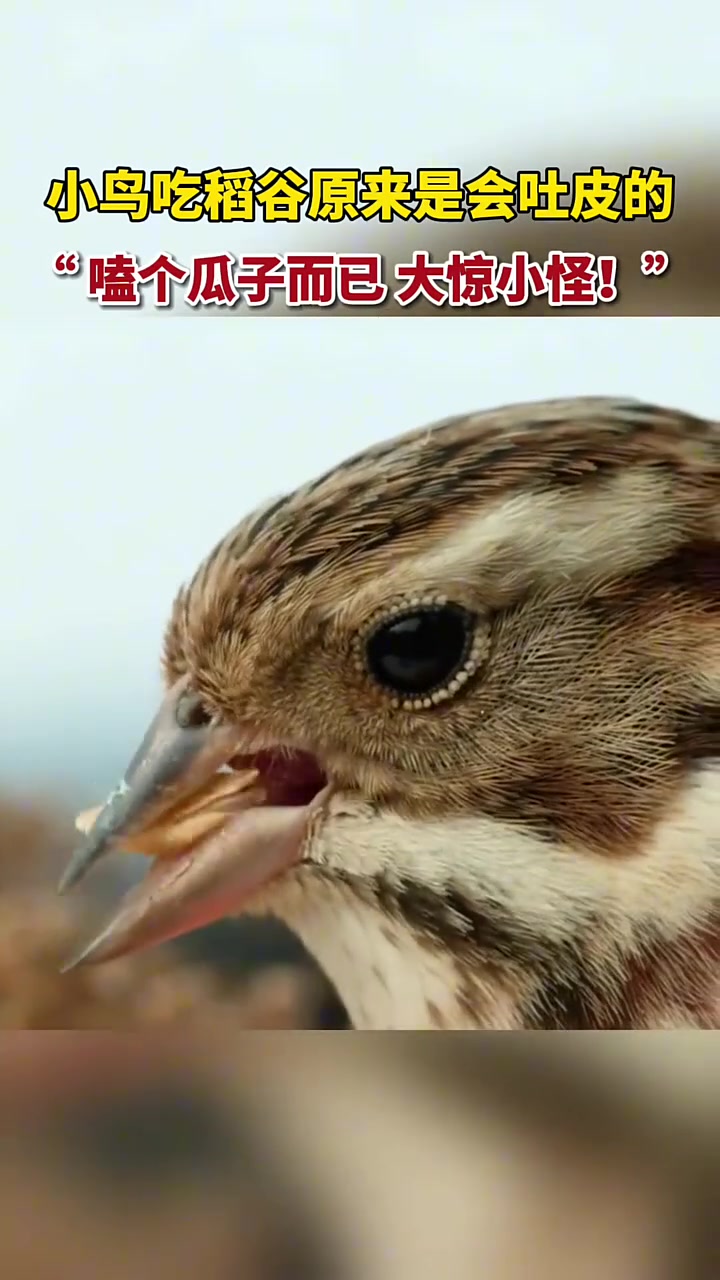 看到这个视频才知道鸟居然也会剥壳