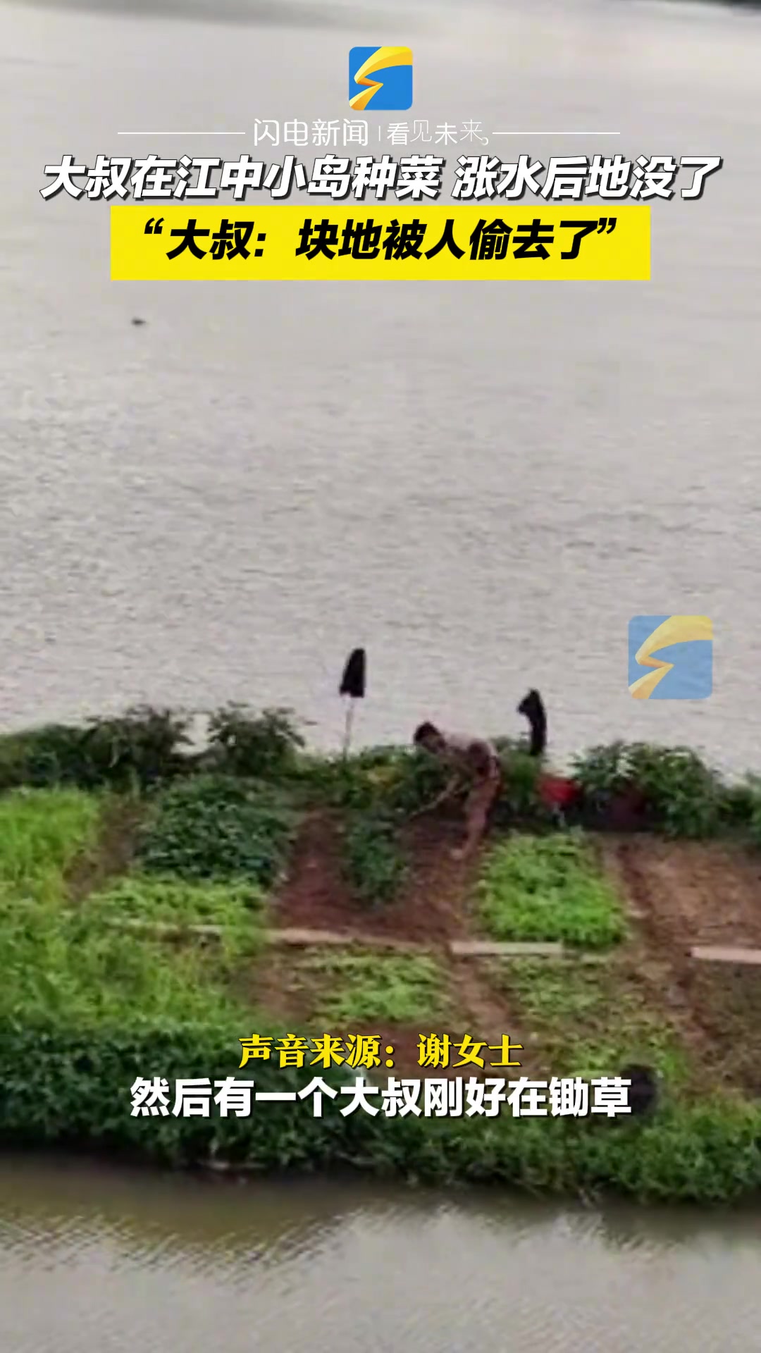 广东潮州，大叔在江中小岛种菜，涨水后地没了