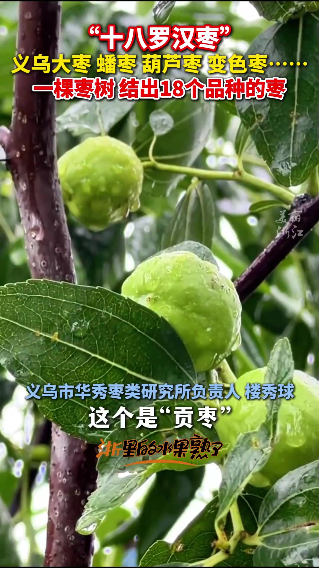 义乌一棵枣树，结出了18个品种的枣！