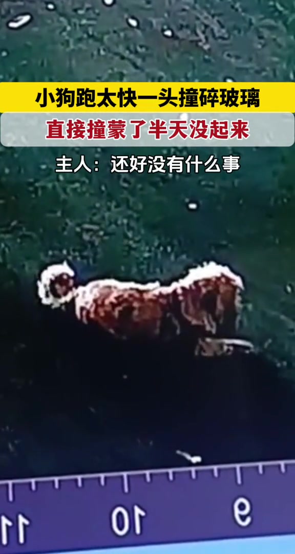 危险！小狗跑太快一头撞碎玻璃，半天爬不起来！