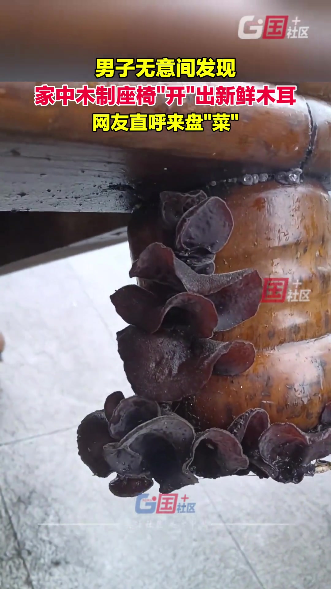 男子家中木制座椅竟“开”出新鲜木耳，网友直呼来盘菜