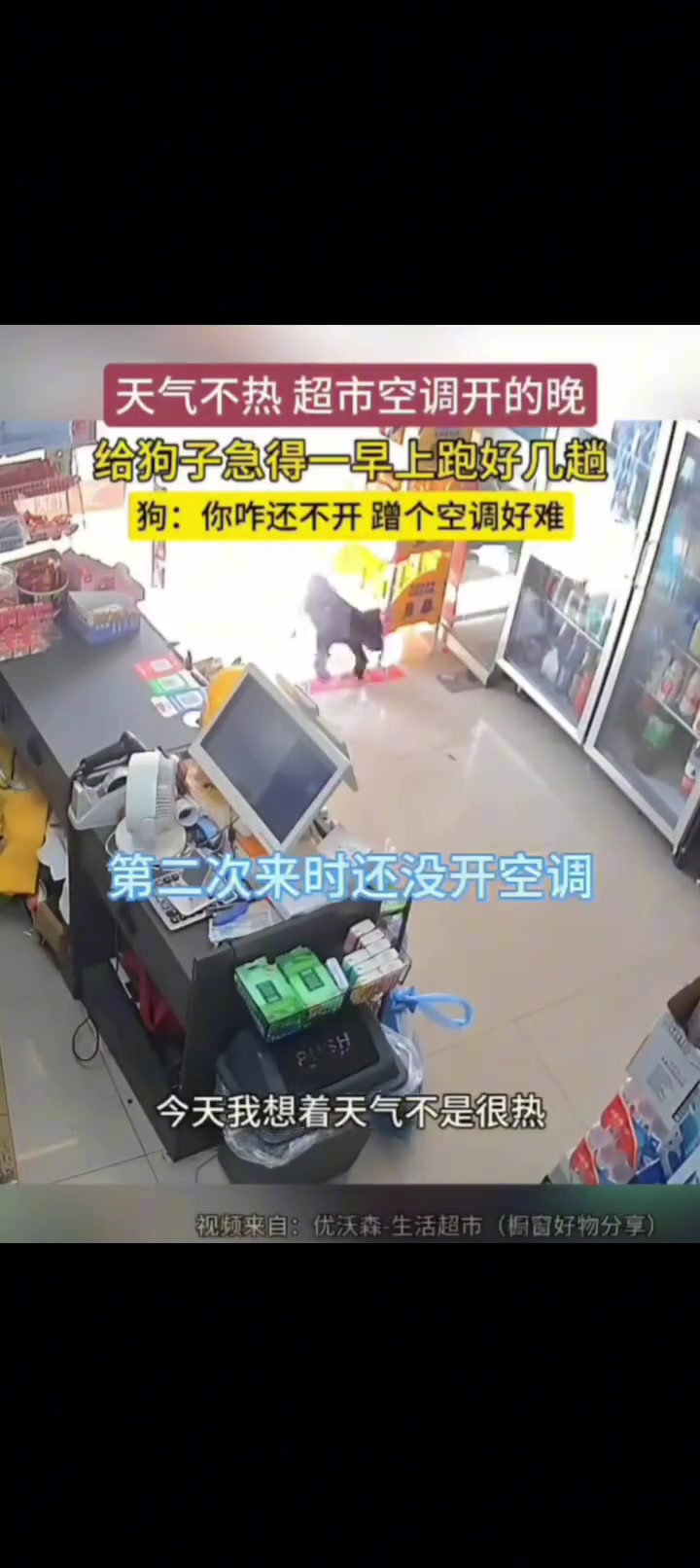 天气不热超市空调开晚，蹭空调狗子急得一早上跑好几趟
