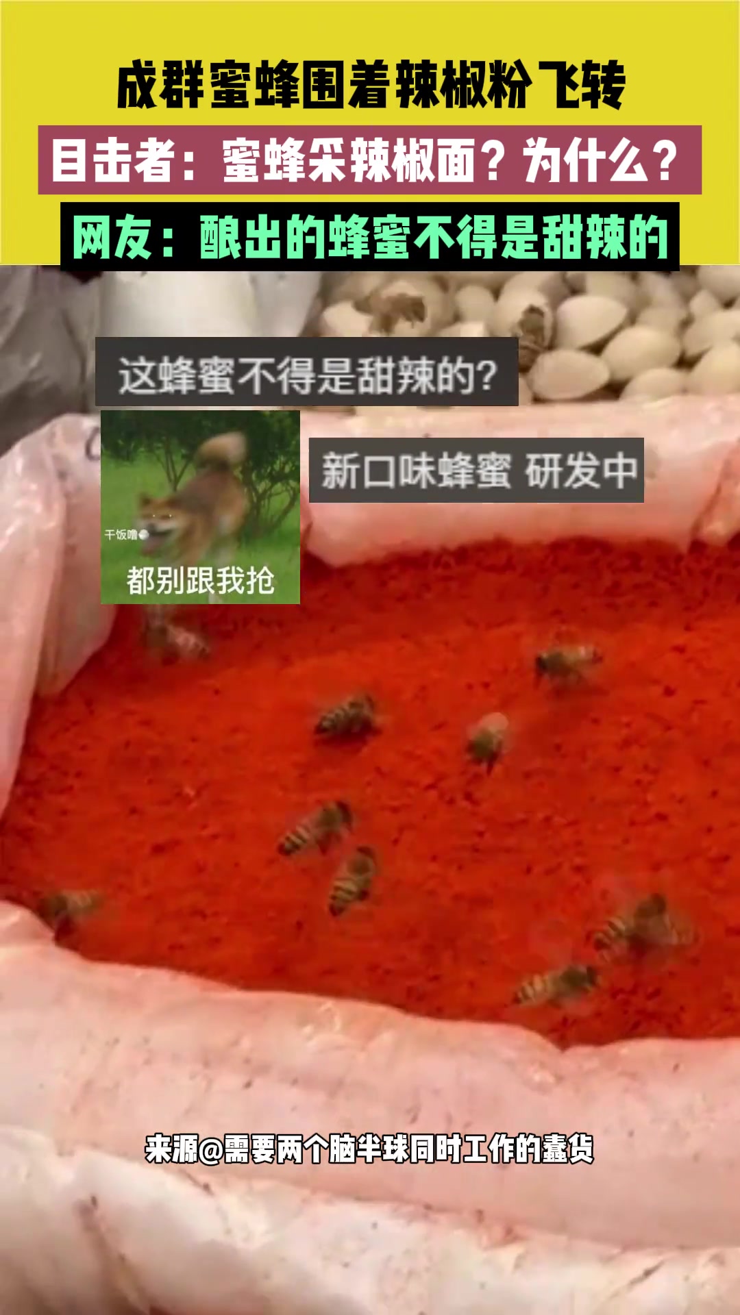 懵圈！成群蜜蜂围着辣椒粉转？误看还是转口味？