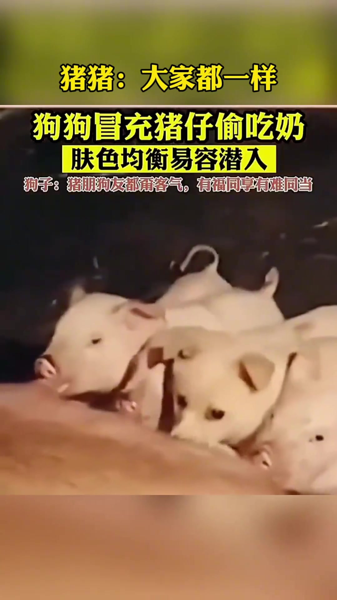 小狗冒充猪仔偷吃奶，肤色均衡易容潜入