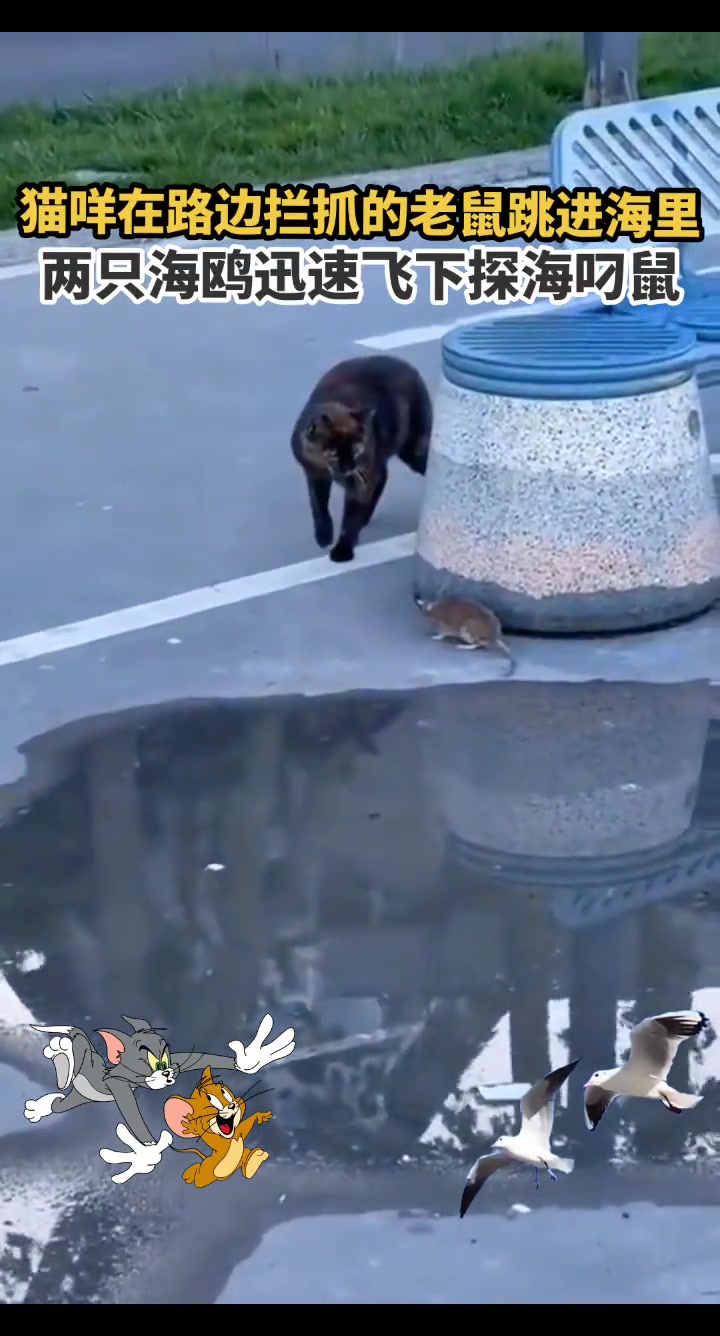猫咪路边拦抓的老鼠跳进了海里，被两只海鸥给拦截叼走