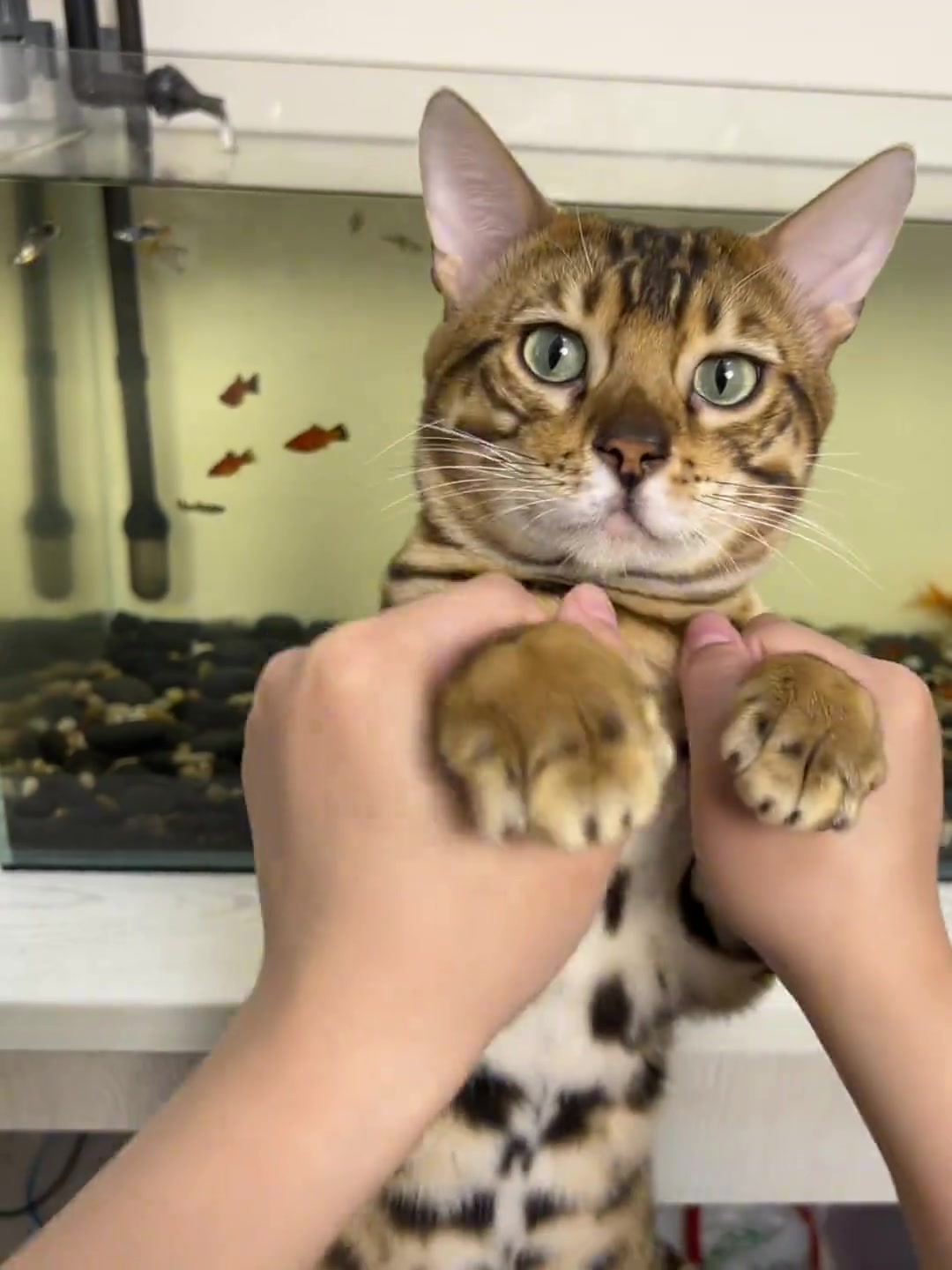 猫和人总有一个不正常的！
