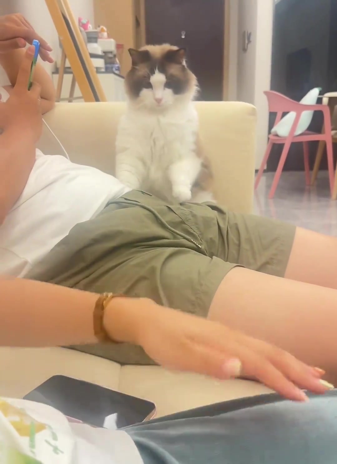 你相信吗，我被猫揍了！