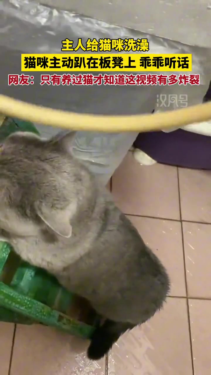 我家的猫说这是摆拍视频