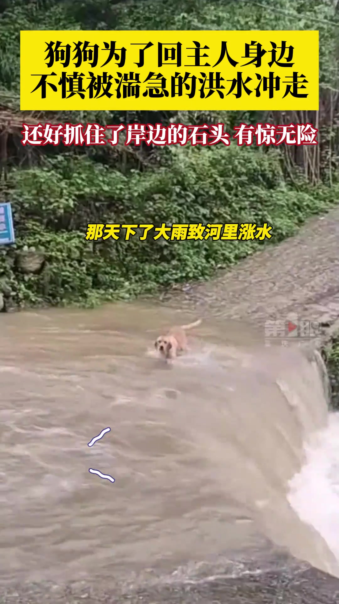 狗是最忠诚的，奋不顾身地奔向主人！