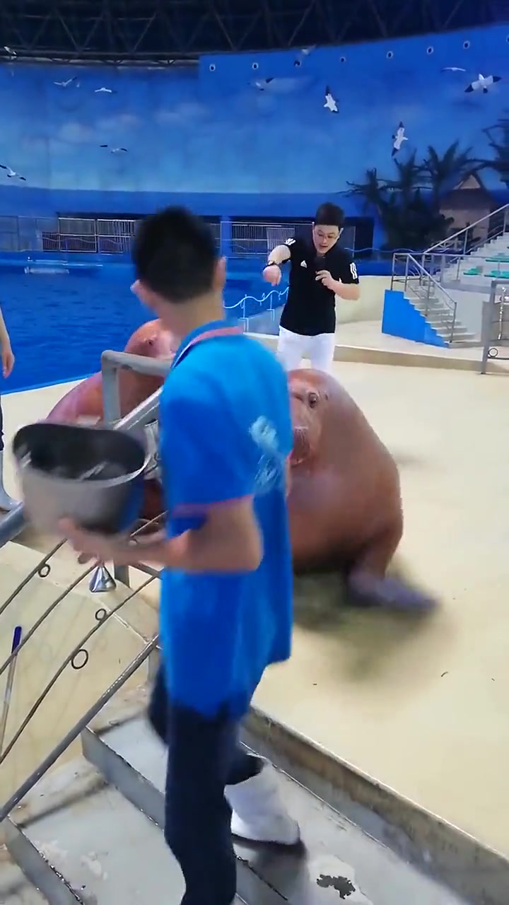 海豹:这一个大鼻窦给我很大的伤害