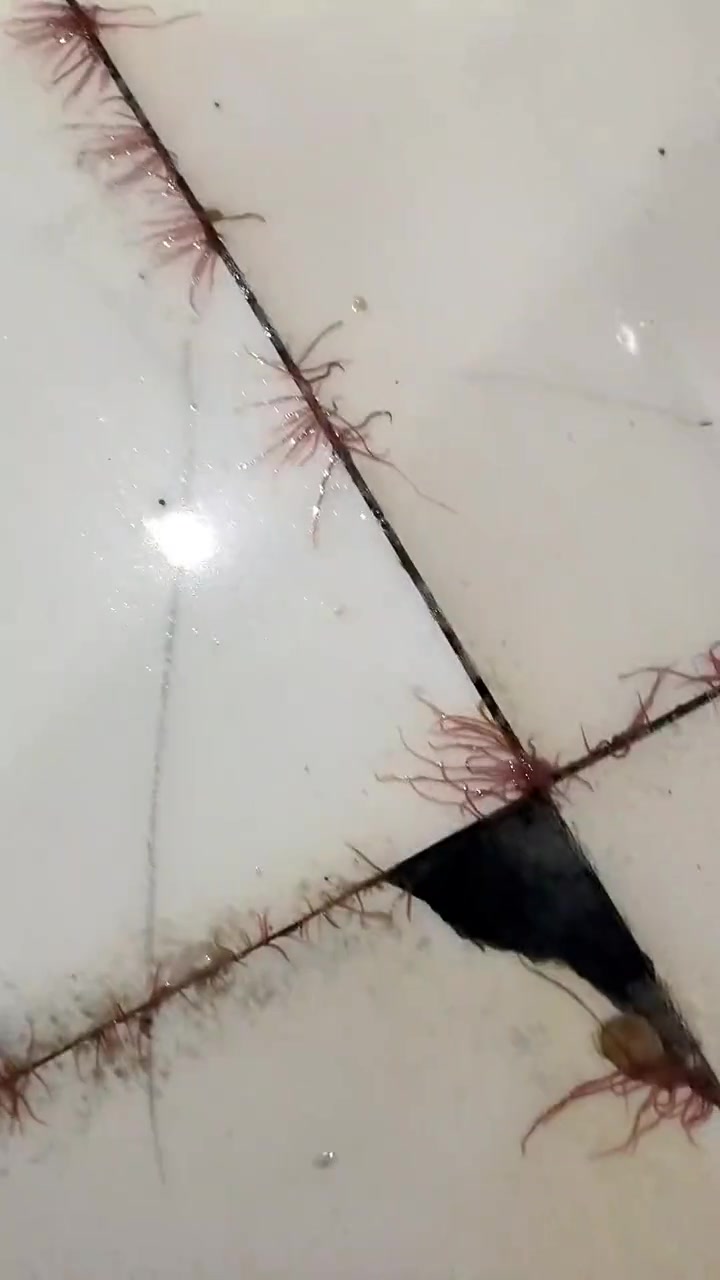 这是啥玩意啊？怎么从瓷砖缝里疯狂地冒出来