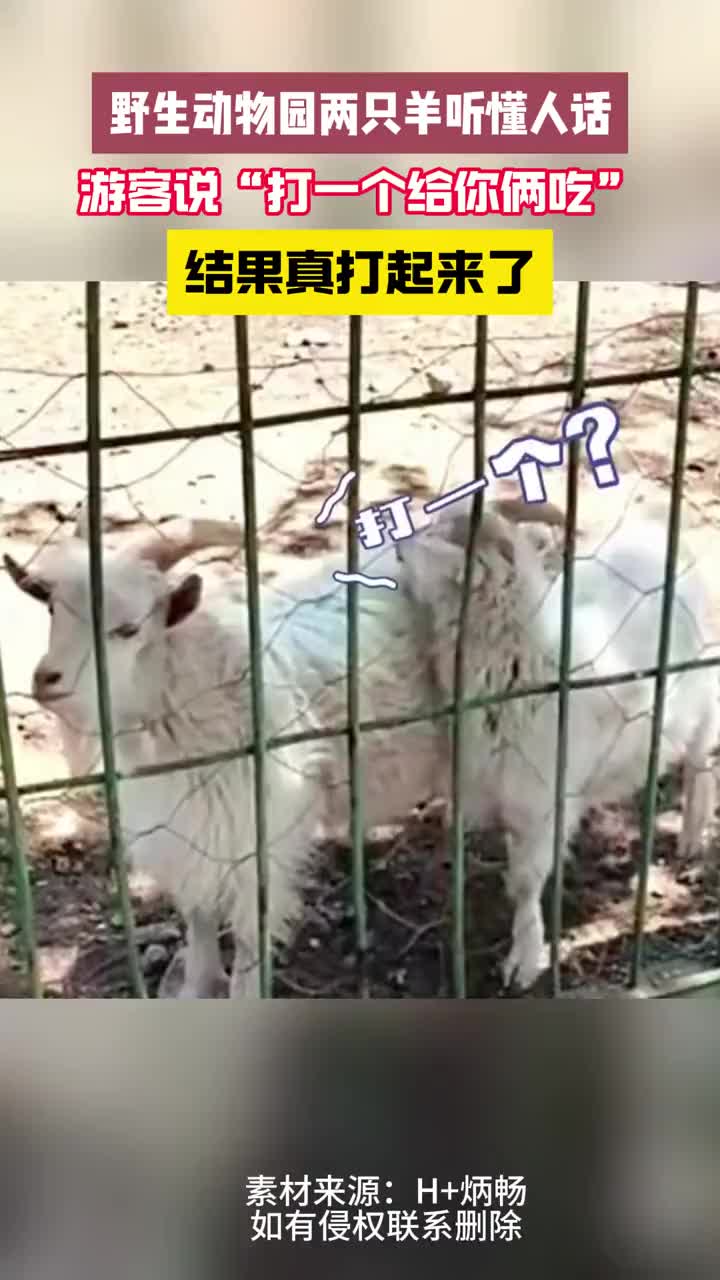 现在羊都听得懂人话了？说打就打说停就停