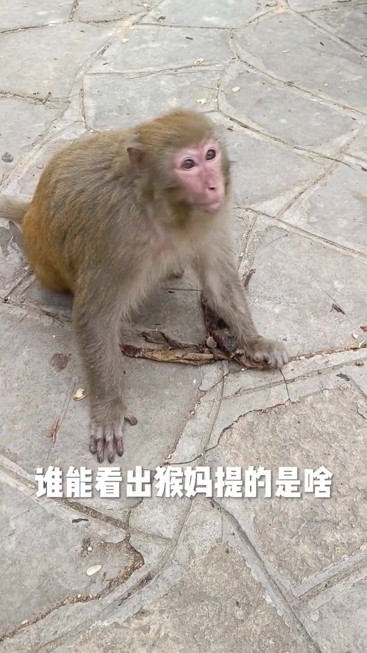 谁能看的出来猴妈提的是啥玩意？不会是小猴尸体吧