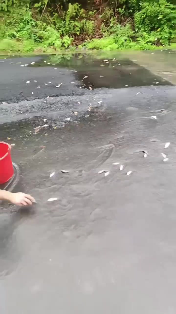 快来捞啊！谁家的鱼塘垮了