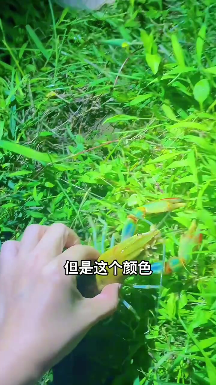 这种龙虾有毒不能吃！快放下然后告诉我地址