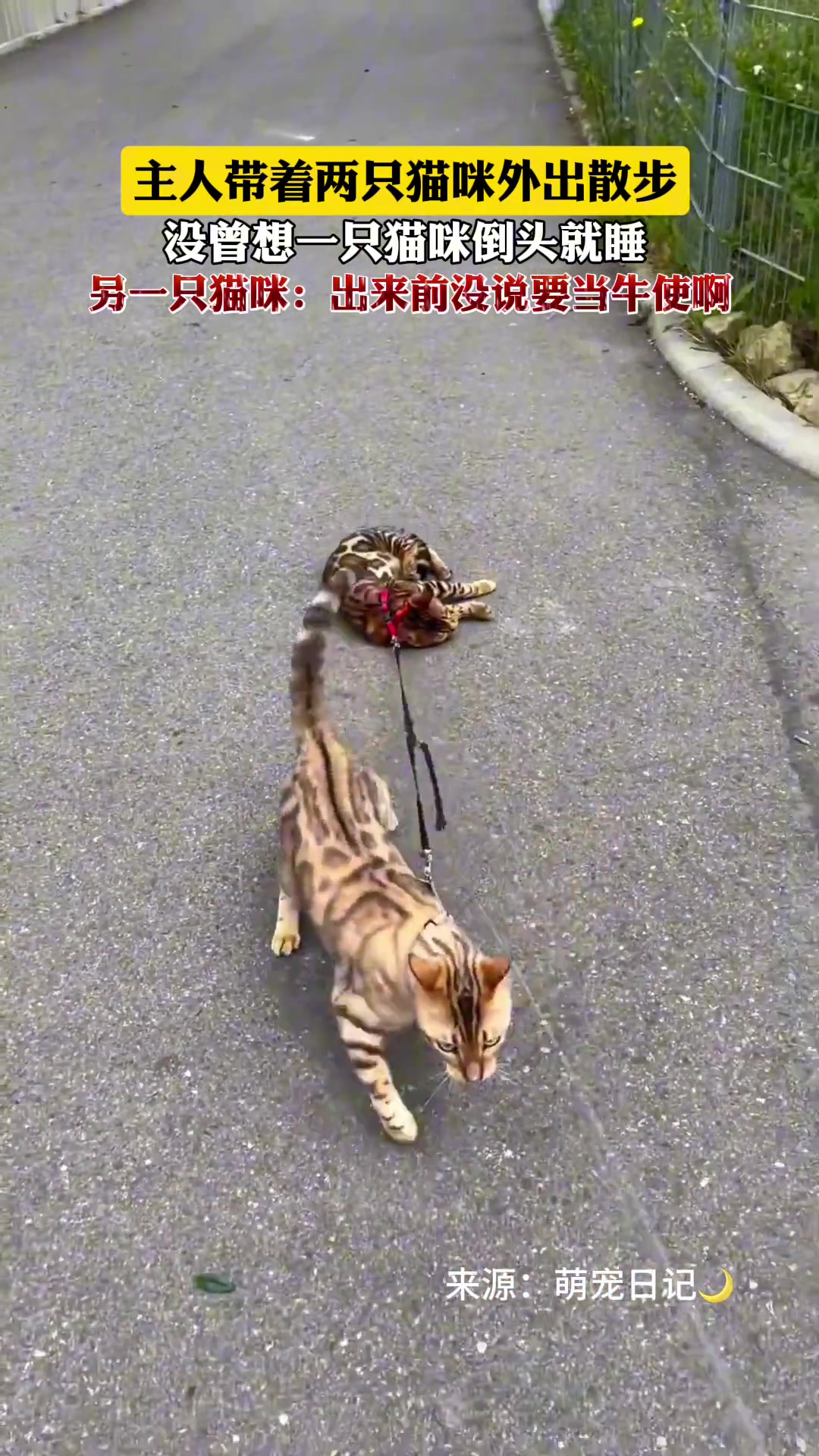 主人带着两只猫咪外出散步 没曾想一只猫咪倒头就睡