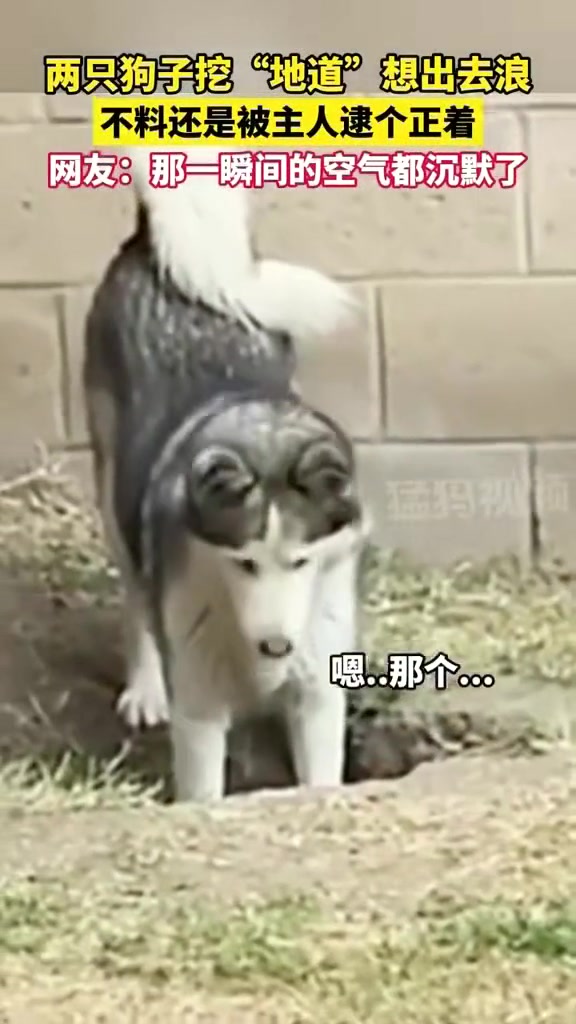 两只狗子挖“地道”被主人逮个正着 狗狗：你听我解释