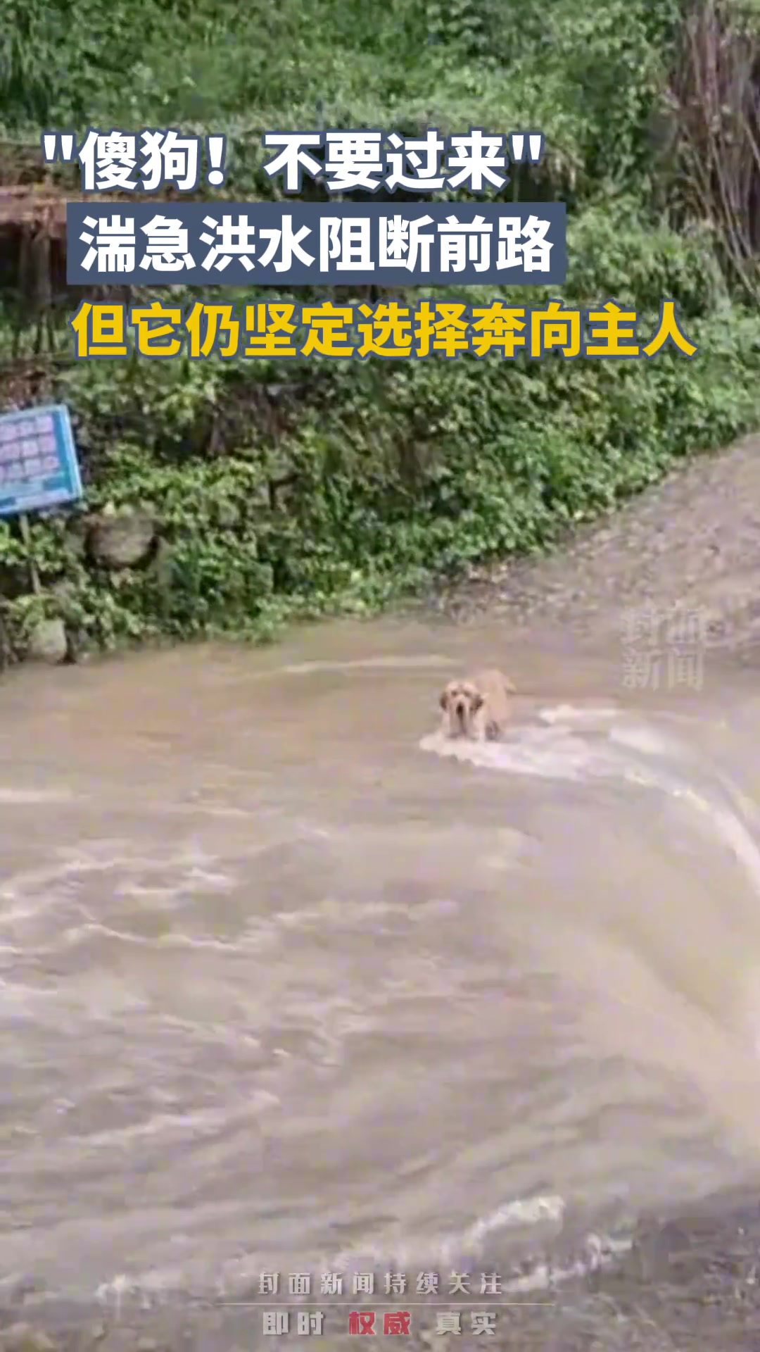 湍急洪水阻断前路 但它仍坚定选择奔向主人