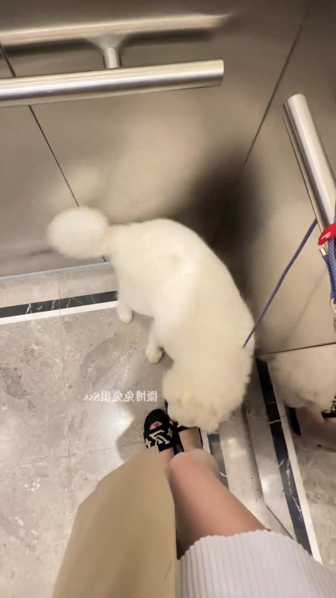 小狗越长大越烦人，很喜欢扑女主人