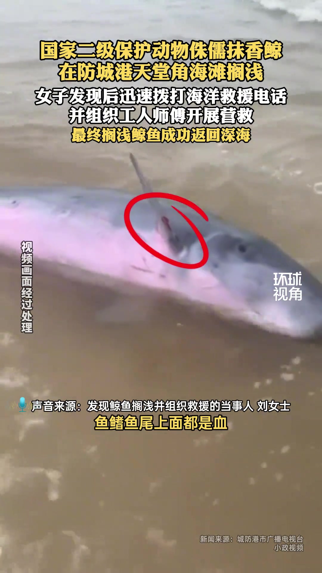 侏儒抹香鲸搁浅！