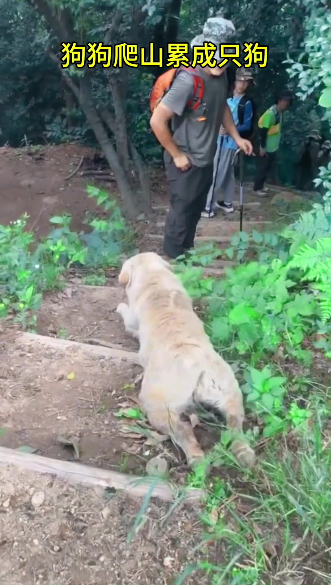 狗狗爬山，累成一条狗~！