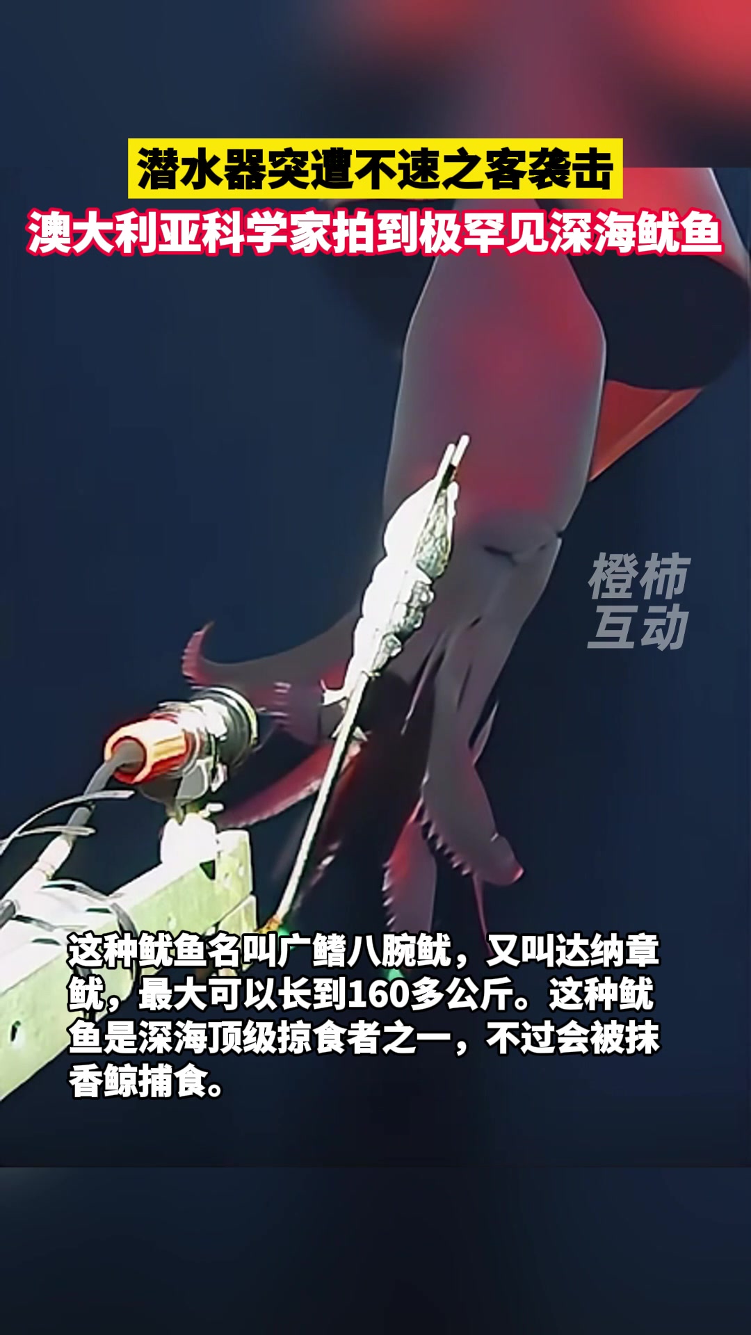 克苏鲁？深海惊现血红诡异大鱿鱼！
