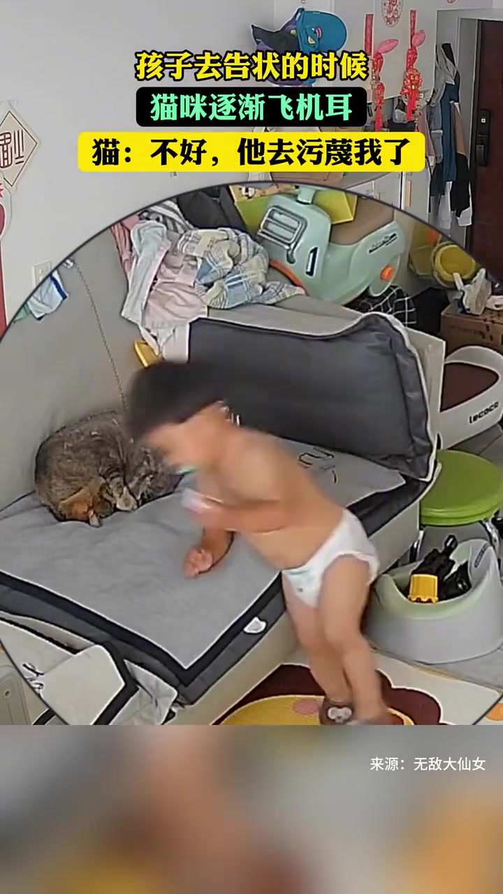 猫 ：不好恶人先告状了