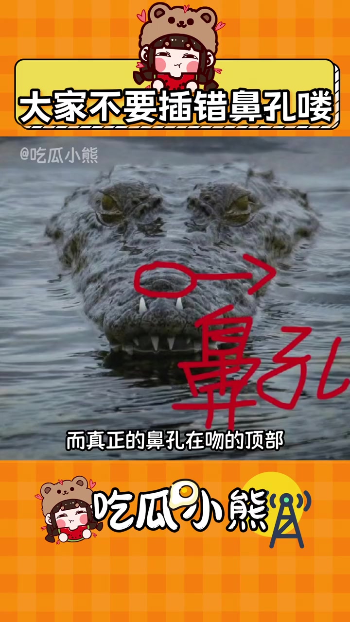 不要插错！经常被鳄鱼咬的朋友应该知道鳄鱼有假鼻孔！