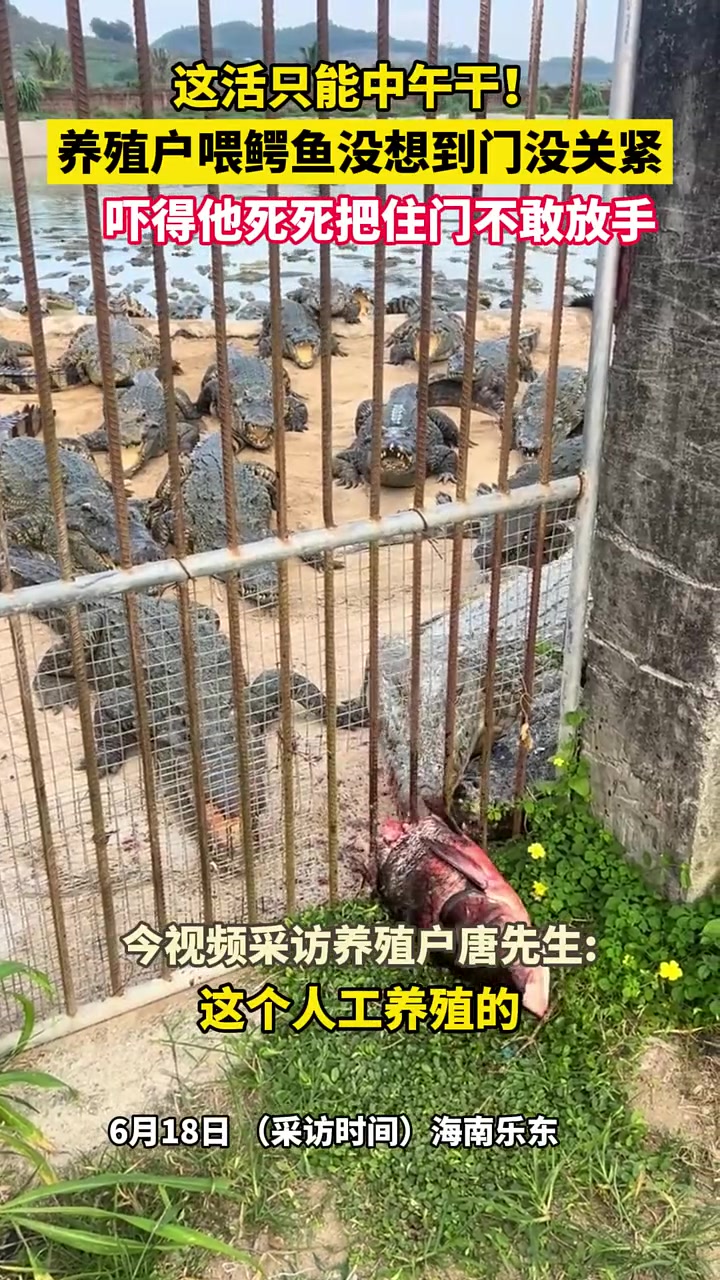 鳄鱼差点出逃咬人！怪不得这活只能中午干！