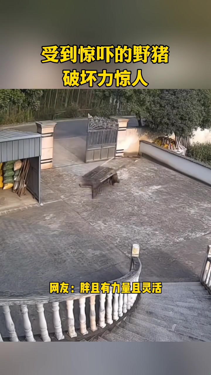 受到惊吓的野猪破坏力惊人，真的太猛了