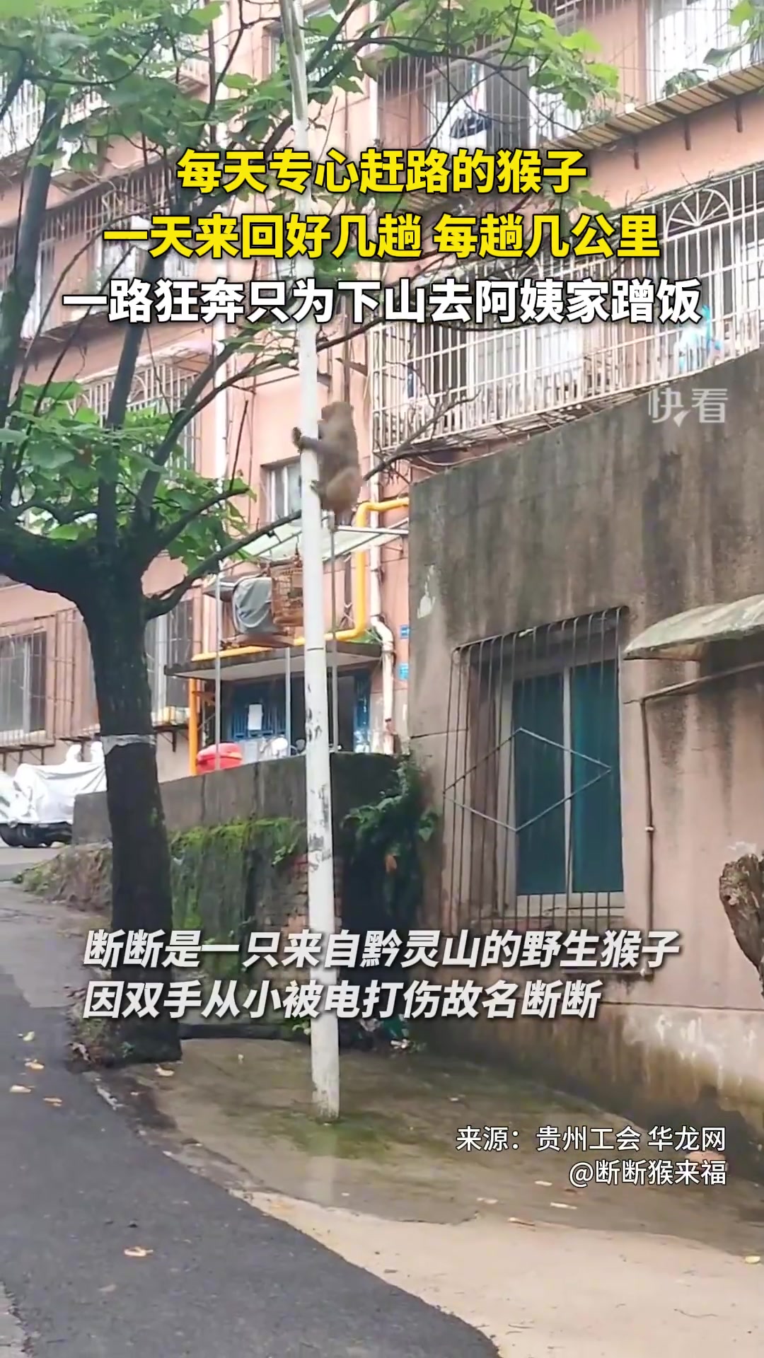 猴哥几公里路一天来回好几趟，只为下山去阿姨家蹭饭