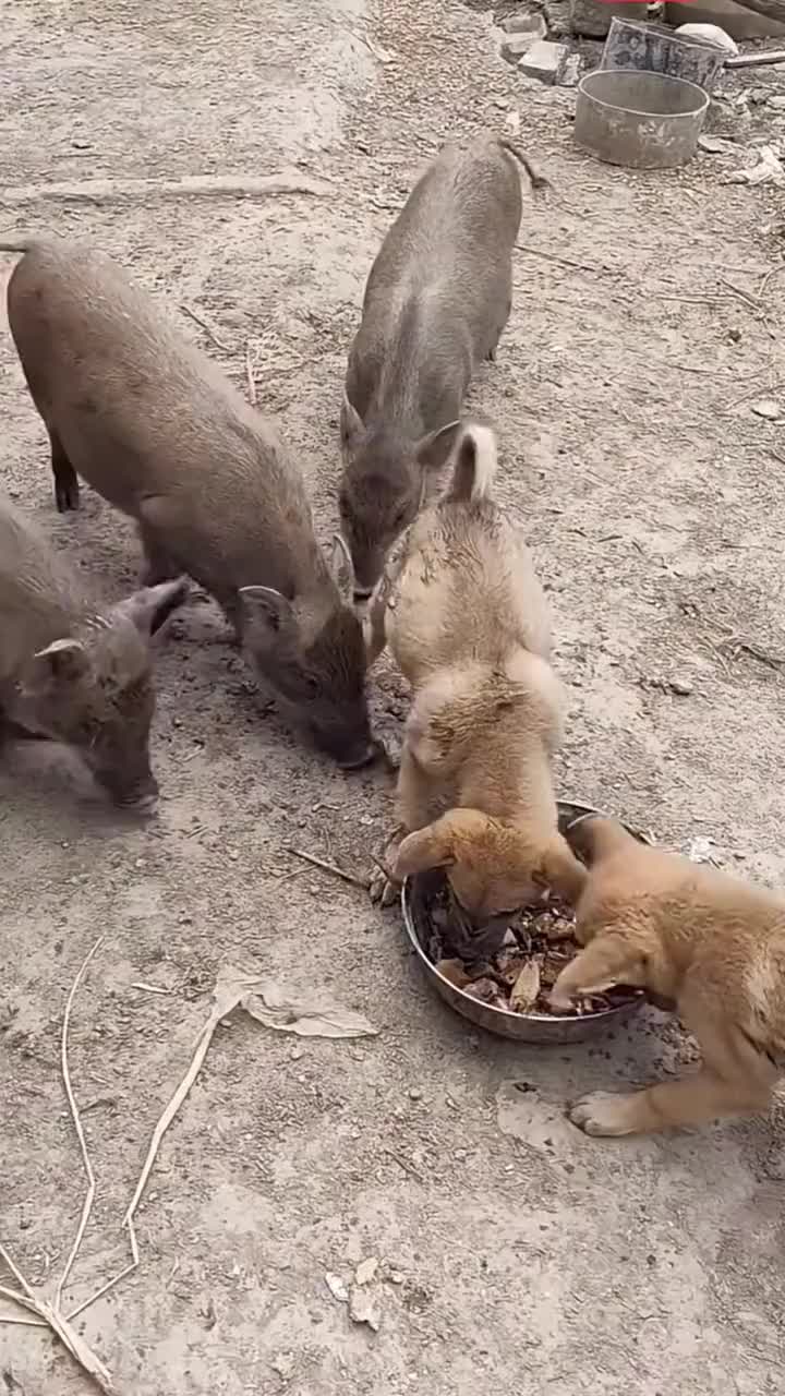 啸天犬能干的过天蓬元帅吗？看这个视频就懂了