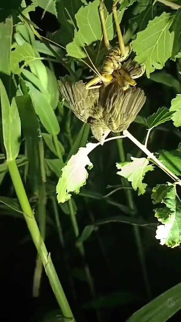 倒反天罡！早起的鸟儿有虫吃，晚睡的鸟儿被虫吃